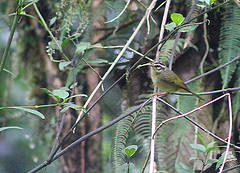 Basileuterus tristriatus