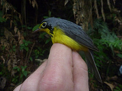 Cardellina canadensis