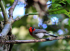 Cardellina rubrifrons