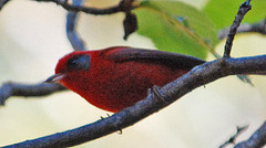 Cardellina rubra