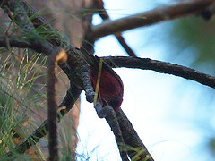 Cardellina versicolor