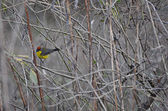 Myioborus brunniceps