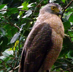 Spilornis holospilus