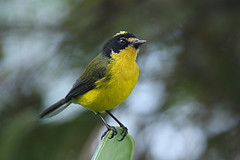 Myioborus flavivertex