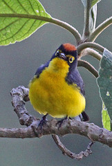 Myioborus melanocephalus