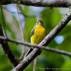 Myioborus castaneocapilla