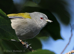 Microligea palustris