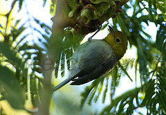 Teretistris fernandinae