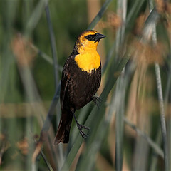 Xanthocephalus xanthocephalus