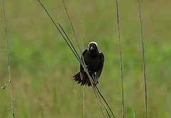 Dolichonyx oryzivorus