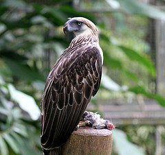 Pithecophaga jefferyi