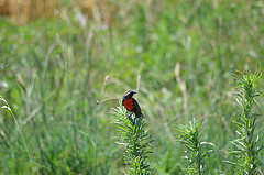 Sturnella superciliaris