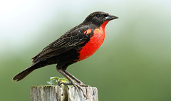 Sturnella defilippii