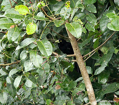 Amblycercus holosericeus