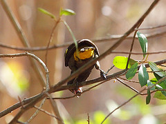 Cassiculus melanicterus
