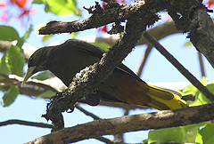 Psarocolius atrovirens