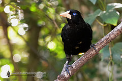 Psarocolius decumanus