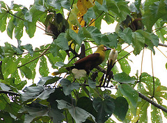 Psarocolius bifasciatus