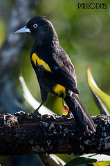 Cacicus chrysopterus