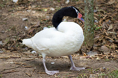 Cygnus melancoryphus