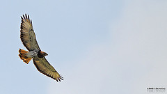 Circaetus beaudouini