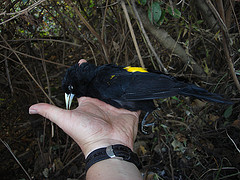 Cacicus leucoramphus