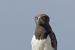 Circaetus pectoralis