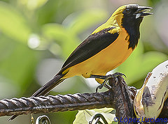 Icterus chrysater