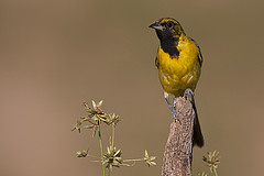 Icterus graduacauda