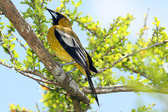 Icterus leucopteryx
