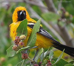 Icterus auratus