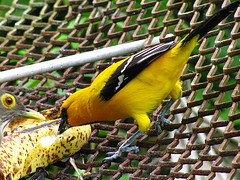 Icterus nigrogularis