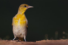 Icterus bullockii
