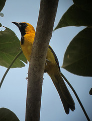 Icterus mesomelas