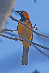 Icterus pectoralis