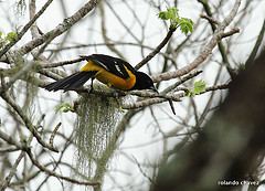 Icterus maculialatus