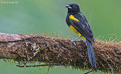 Icterus prosthemelas