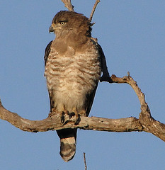 Circaetus fasciolatus