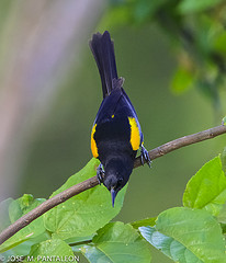 Icterus dominicensis
