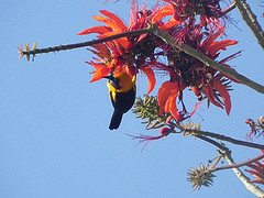 Icterus auricapillus