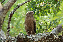 Circaetus cinerascens