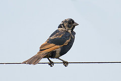 Molothrus rufoaxillaris