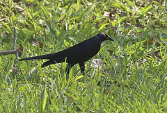 Molothrus oryzivorus