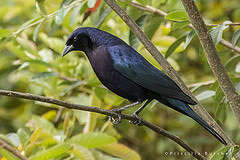 Molothrus bonariensis