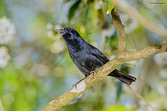 Ptiloxena atroviolacea