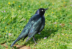 Euphagus cyanocephalus