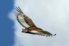 Terathopius ecaudatus