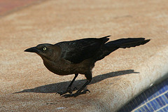 Quiscalus nicaraguensis