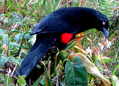 Hypopyrrhus pyrohypogaster