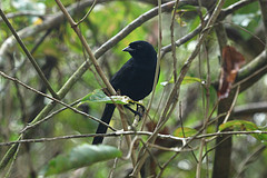 Lampropsar tanagrinus